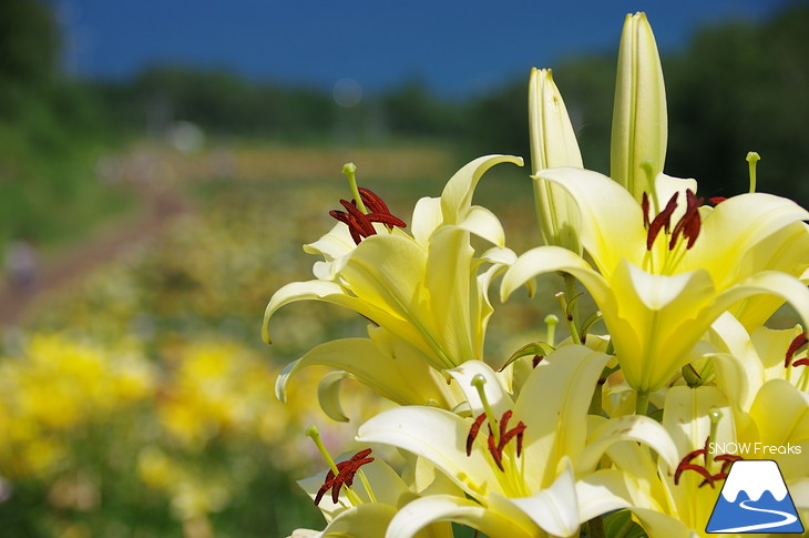 北海道最大級、213万輪のゆりの花！『オーンズ春香山ゆり園』